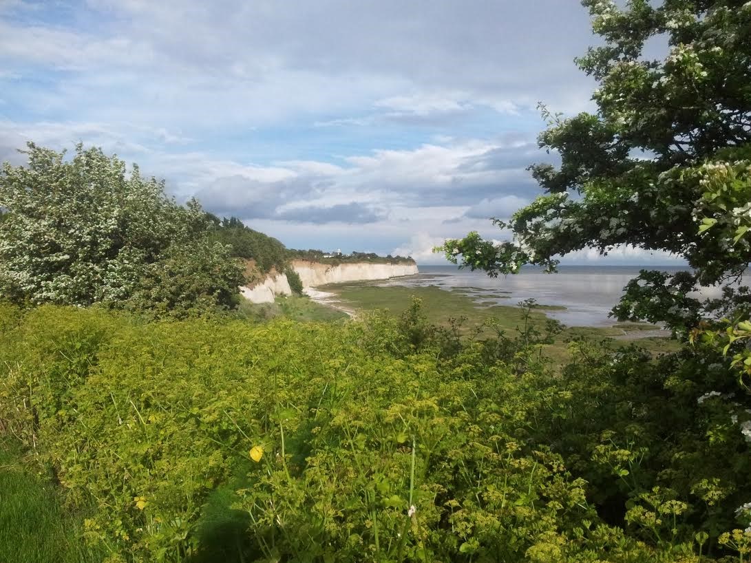 Krijtrotsen bij Ramsgate. Aan de voet zitten patella’s, lekkere schelpdieren